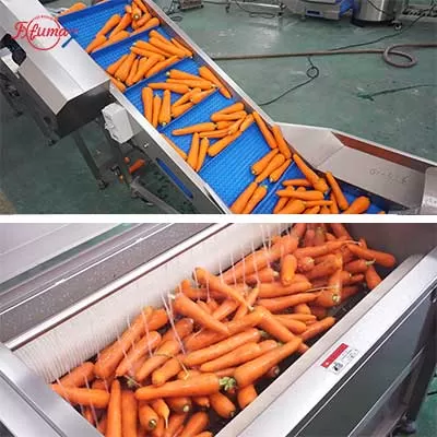 Carrot Processing Line - Washing, Cutting and Peeling Machine