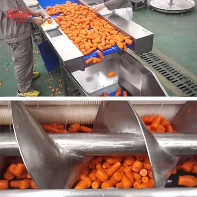 Carrot Processing Line - Washing, Cutting and Peeling Machine