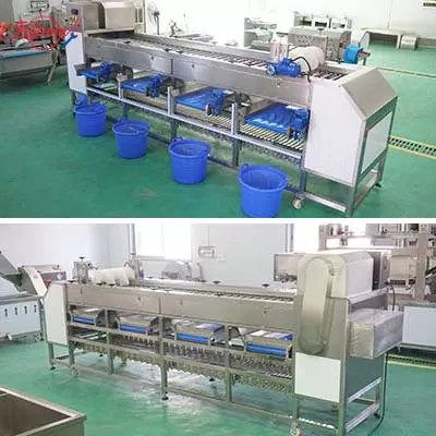 fruit vegetable roller sorter and grader