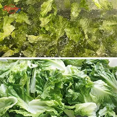 Leafy Greens Salad Lettuce Washing & Spin Dryer Line