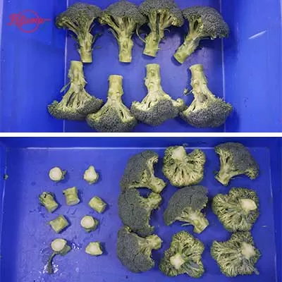 Broccoli cutting machine