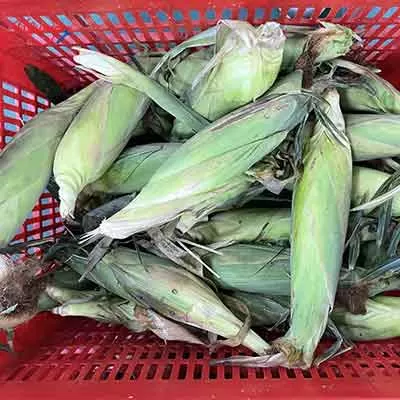 Automatic Fresh Corn Dehusking Machine