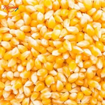 sweet corn production line - fxfm machine