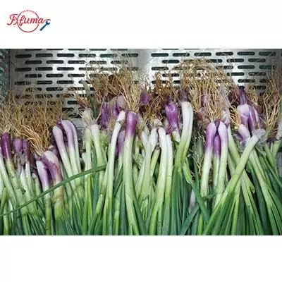 scallion peeler machine
