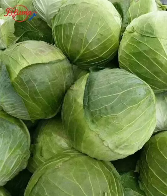 Complete Cabbage Processing Machinery Flow: A Comprehensive Equipment Guide from Preprocessing to Packaging