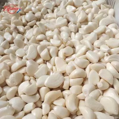 Complete set of garlic processing machinery including a clove separator and peeling machine working together in a production line
