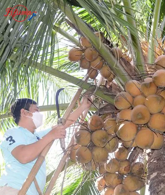 Coconut workers in Southeast Asian countries cut coconuts from coconut trees.
