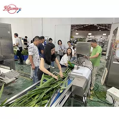 Pandan Leaf Bubble Washing and Cutting Machine