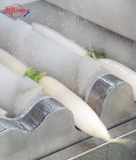 Root and Tuber Vegetable Processing Procedures | Complete Mechanical Processing Lines for Long and Round Root Vegetables