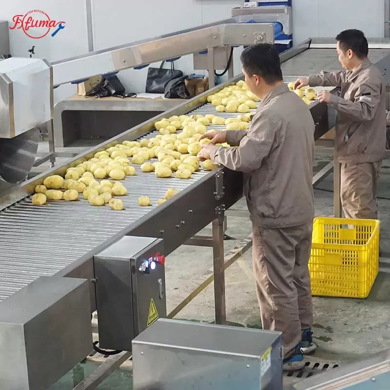 customized potato feeding, washing line