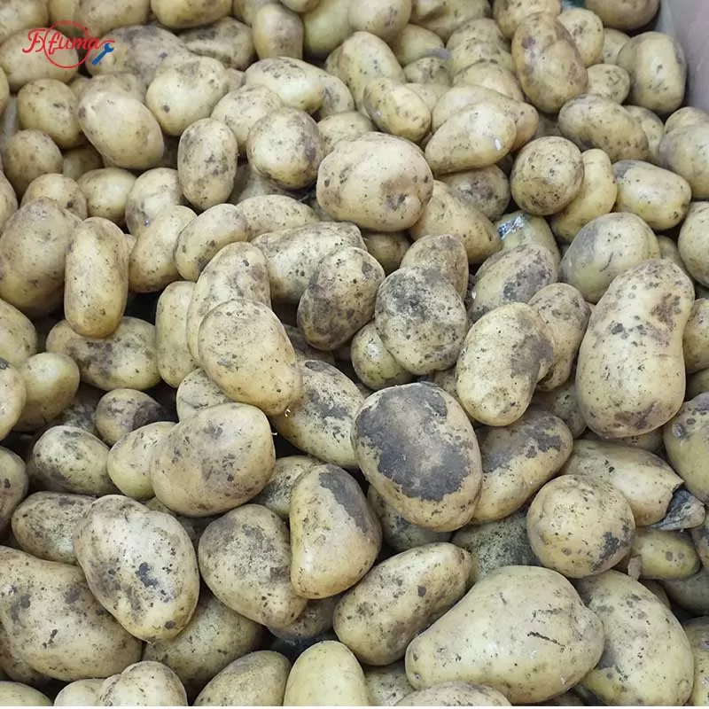 Vegetable and Fruit Dumper Hopper with Drum Washer