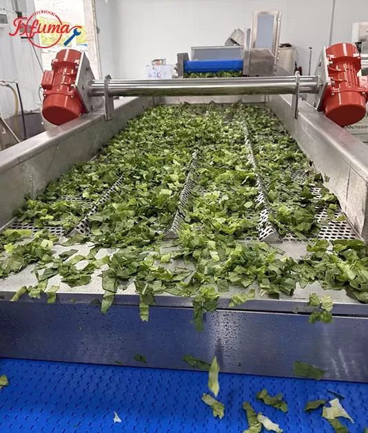 Leafy Vegetable Processing Line for Fresh-Cut Salad Business (UAE Case Study)