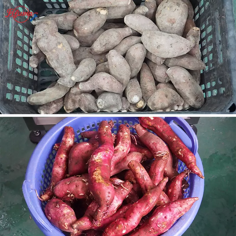 commercial sweet potato production line