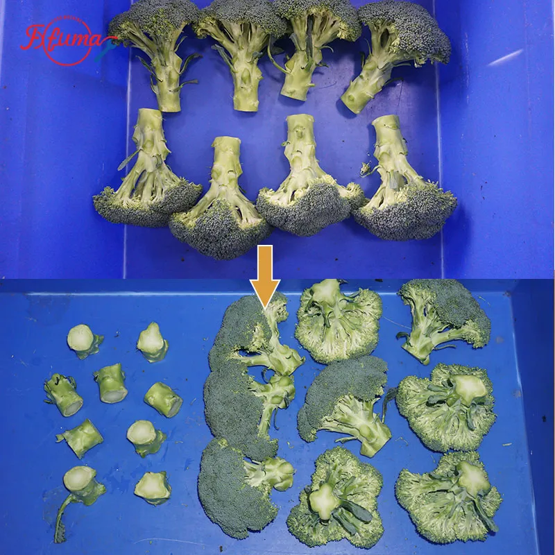 Continuous Cauliflower Broccoli Trimming & Cutting Machine