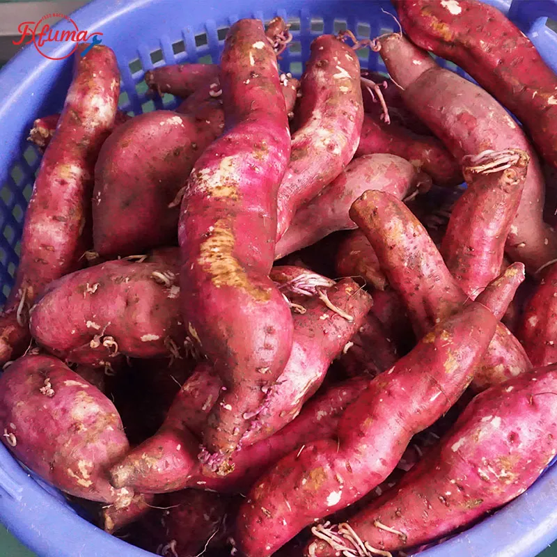 1-3 TPH Sweet Potato Cleaning Production Line