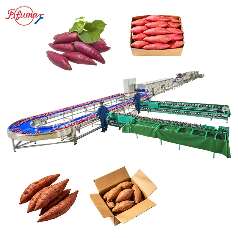 1-5 TPH Industrial Sweet Potato Cleaning & Drying Line | Triple Bubble Washing System