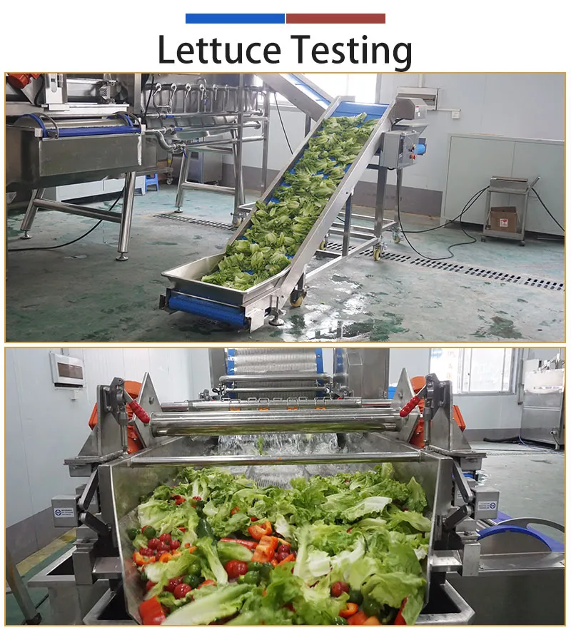Lettuce washing machine - FUMA MACHINE