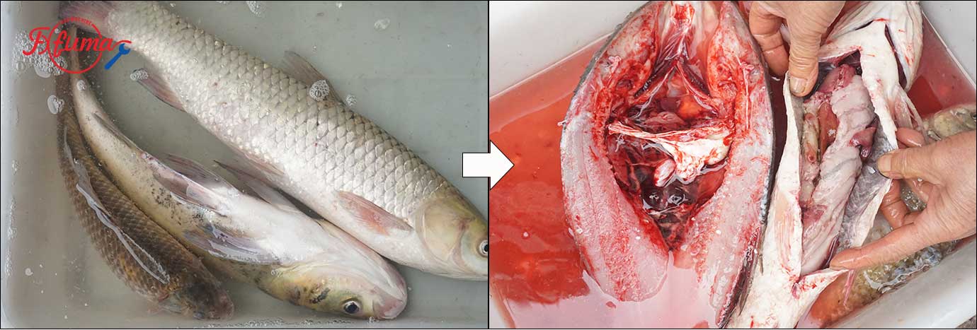 Fish gutting machine Fish killing machine