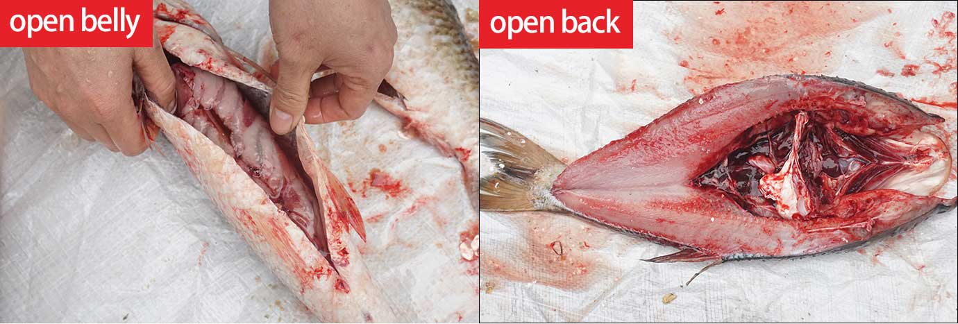 Fish gutting machine Fish killing machine