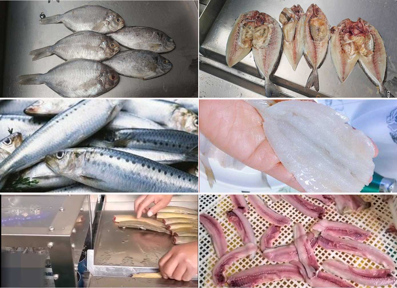 FGB-168 Small fish filleter machine