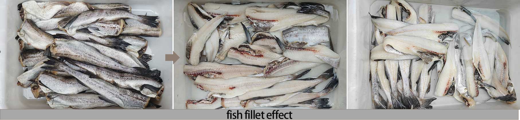Fish Fillet Cutting Machine (FGB-180) Test Report: Cod Processing Efficiency