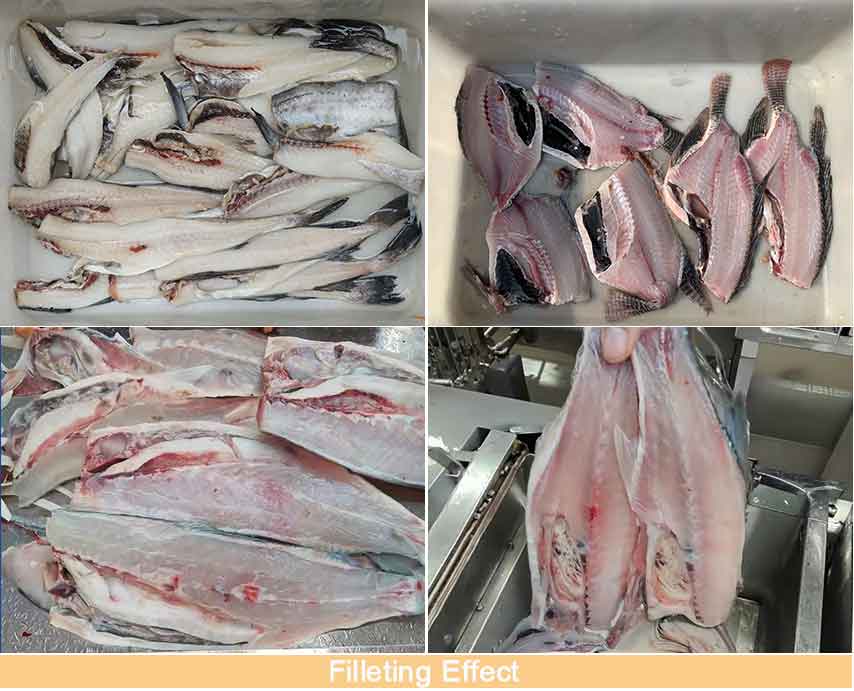 FGB-180 Medium-sized fish fillet machine (3 fillets)