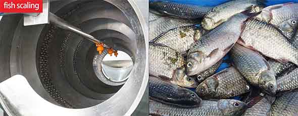 FXFM Rotary drum fish scaler machine