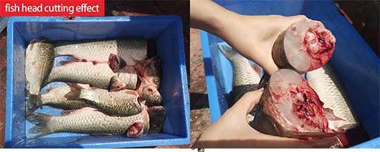 Fish head cutting machine fish sardine fish head cutter