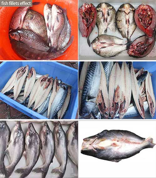 FGB-170 Automatic Fish Butterfly Fillet Machine (2 fillets)