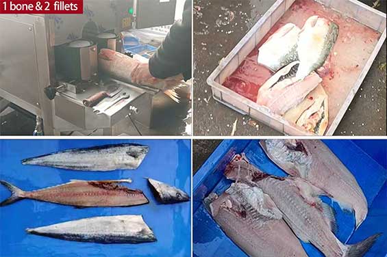 FCM-333 Automatic large-fish salmon filleting machine