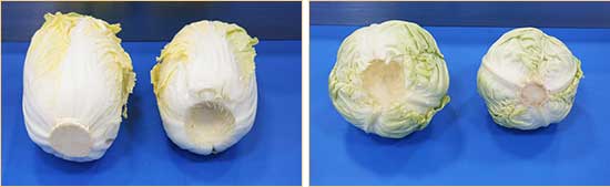 Commercial Cabbage Processing Solution-Coring and Shredding