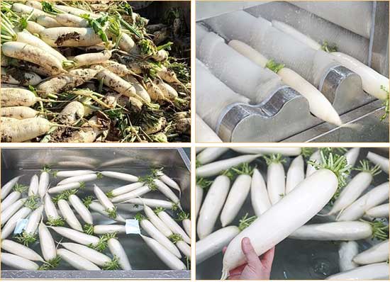 Root Vegetable Carrot Raddish Brush Washer Machine with Elevator and Tank