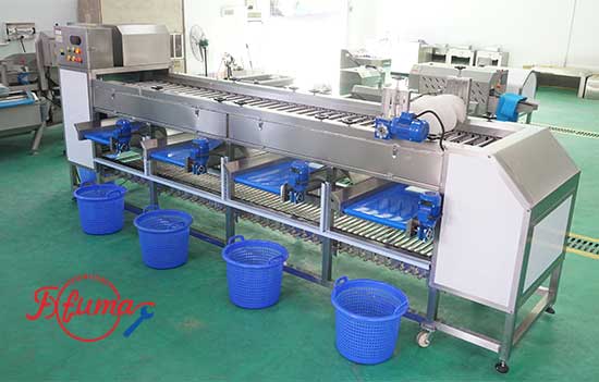 OG-606B Fruit Vegetable Roller Sorting and Grading Equipment