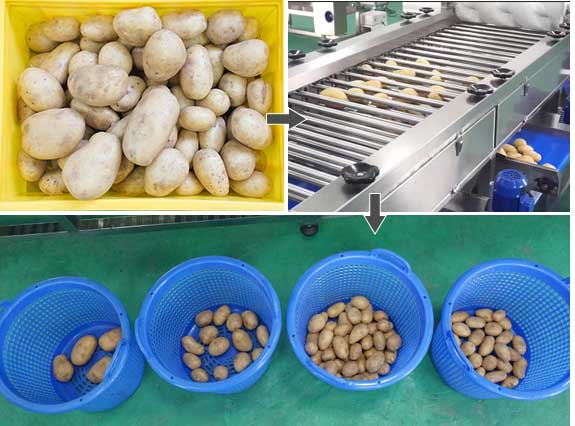 OG-606B Fruit Vegetable Roller Sorting and Grading Equipment