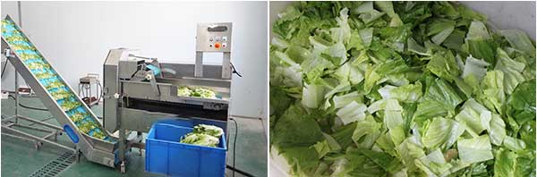 Fresh-Cut Salad Processing Line - Cutter, Washer, Centrifuge