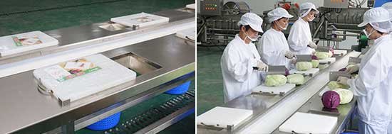 Salad Kits Production Line - Cutter, Double Washer, Centrifuge
