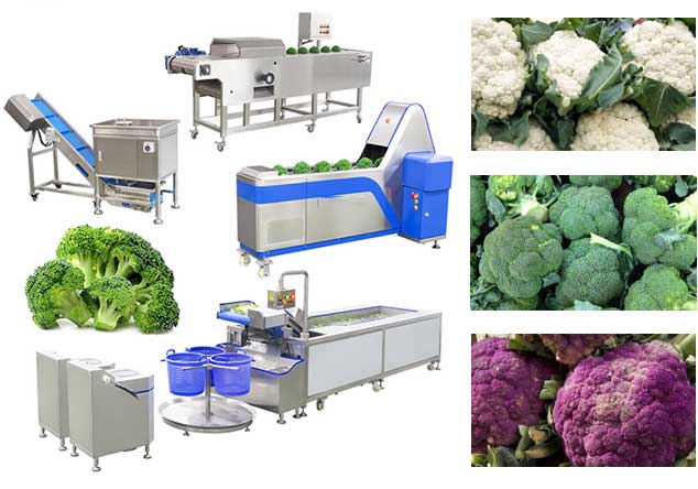 Cauliflower Broccoli Production Line - From Washing to Cutting