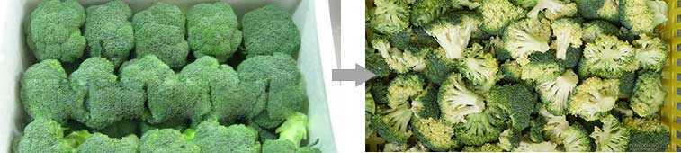 Cauliflower Broccoli Production Line - From Washing to Cutting
