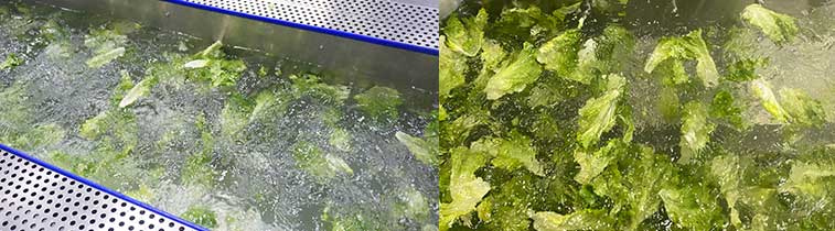 Cauliflower Broccoli Production Line - From Washing to Cutting