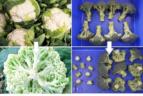 Continuous Cauliflower Broccoli Trimming