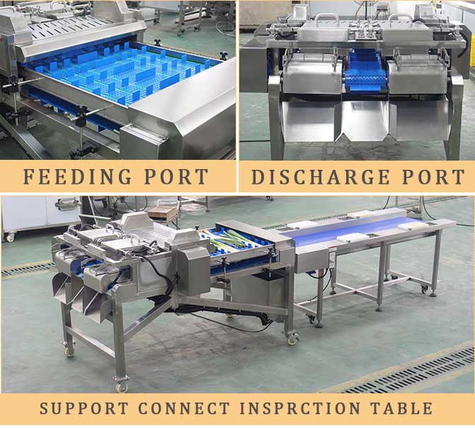 Industrial Garlic Shoot Celery Asparagus Root Trimming and Cutting Machine