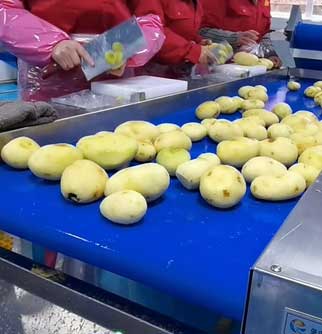 Automatic Fresh/Frozen French Fries Production Line - Washing, Peeling, Sorting, Cutting, Dewatering