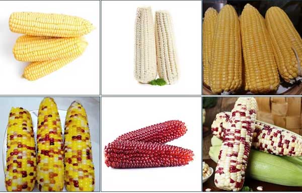 High Output Automatic Fresh Corn Dehusking Machine - 4-11T/H