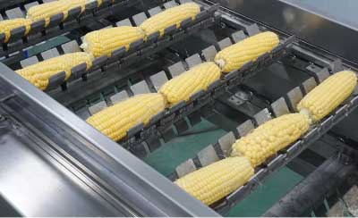 Industrial Fresh Corn Cob Cutter Machine industrial Sweet Corn Segment Cutter