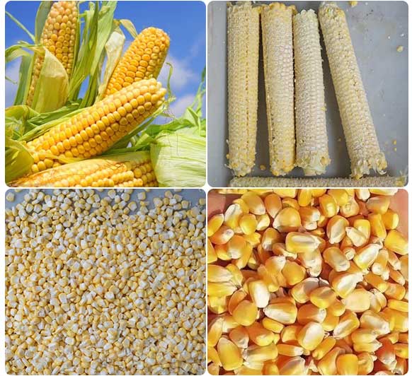 Commercial Fresh Corn Sheller Machine Maize Thresher