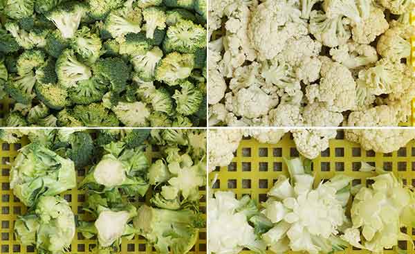 Commercial Cauliflower and Broccoli Florets Stems Cutting Machine