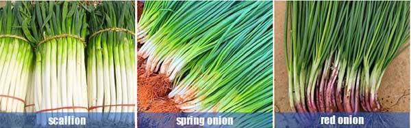Semi-Auto Pneumatic Shallot Spring Onion Scallion Peeler Machine
