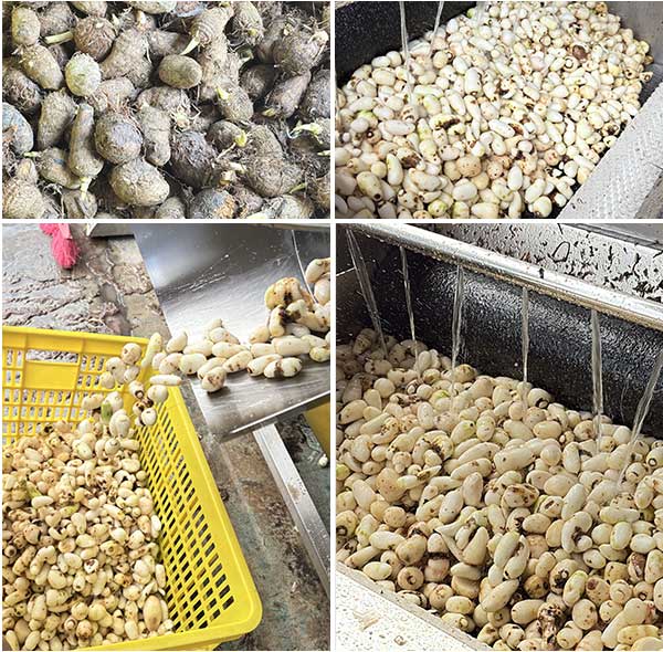Mstp-80 Baby Taro Brush Washing and Peeling Machine