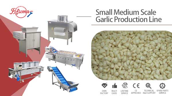 Small and Medium Scale Peeled Garlic Processing Machine Garlic Separator Peeler Washer Air-Dryer Machine