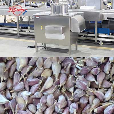 Small and Medium Scale Peeled Garlic Processing Machine Garlic Separator Peeler Washer Air-Dryer Machine
